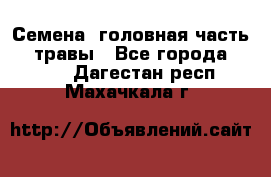 Семена (головная часть))) травы - Все города  »    . Дагестан респ.,Махачкала г.